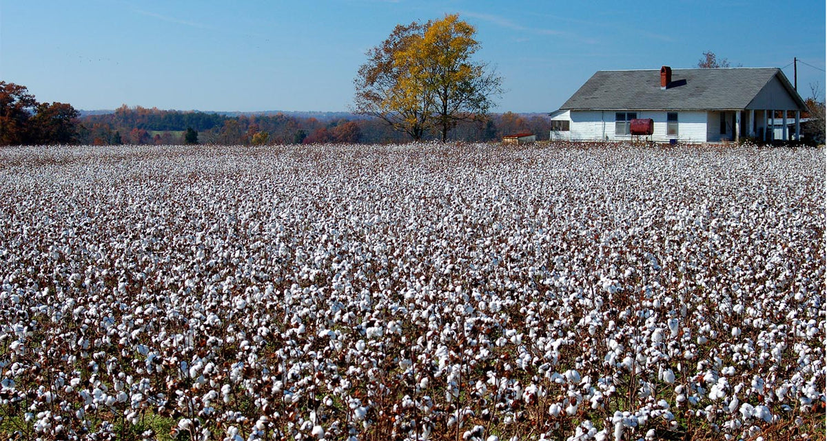 Cotton Novas Popularizes Pure Cotton Clothes at Reasonable Prices with Directly Sourced Material